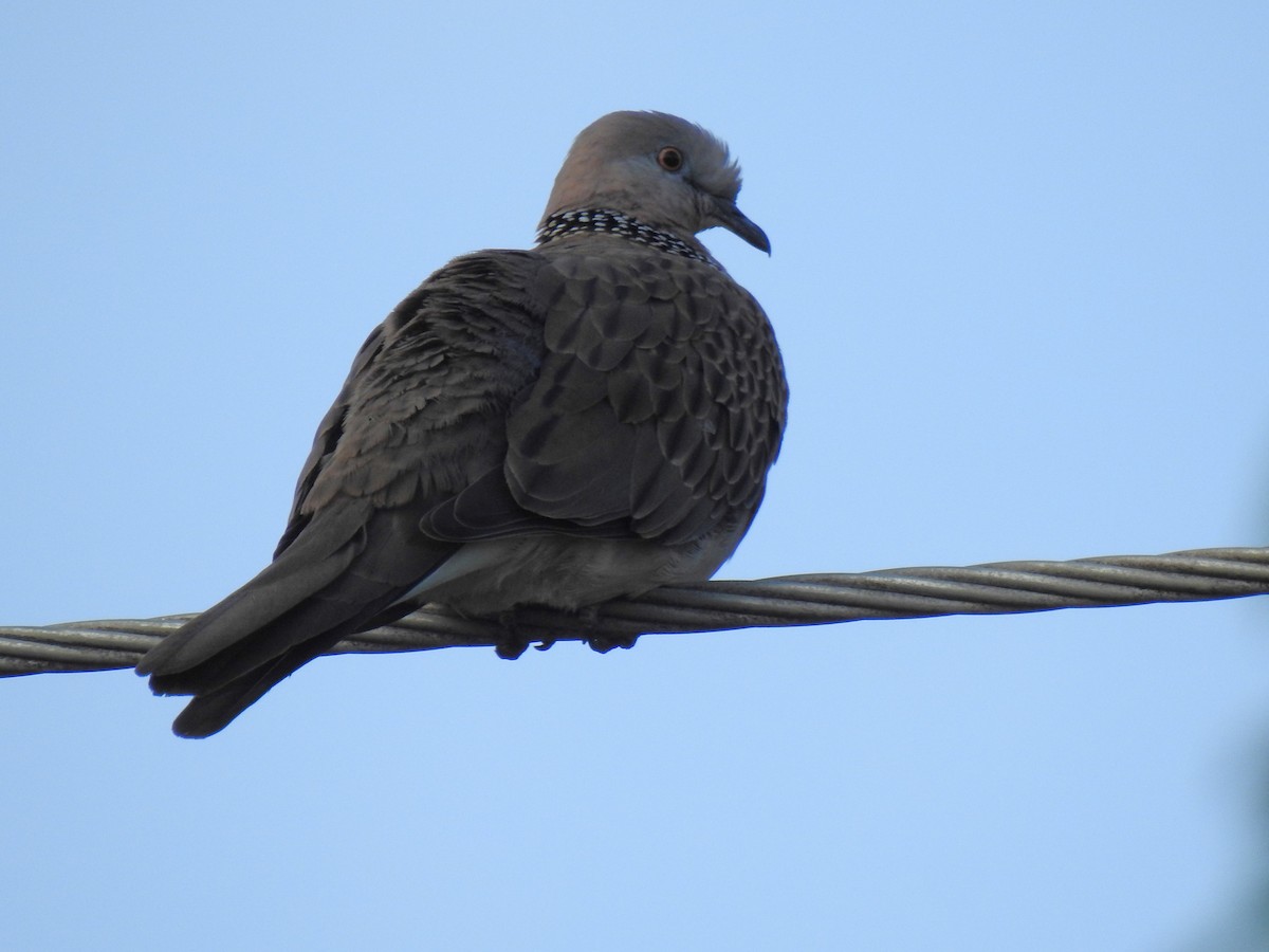 Spotted Dove - ML618288210