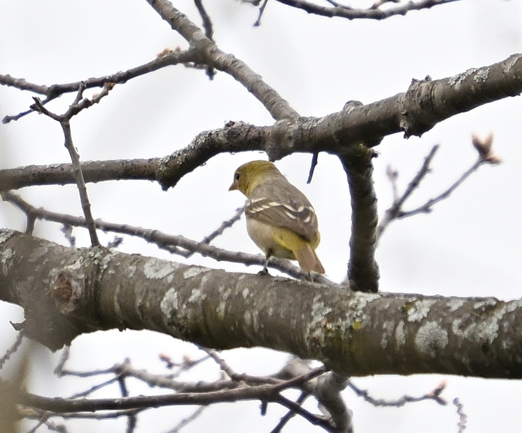 Western Tanager - ML618288219