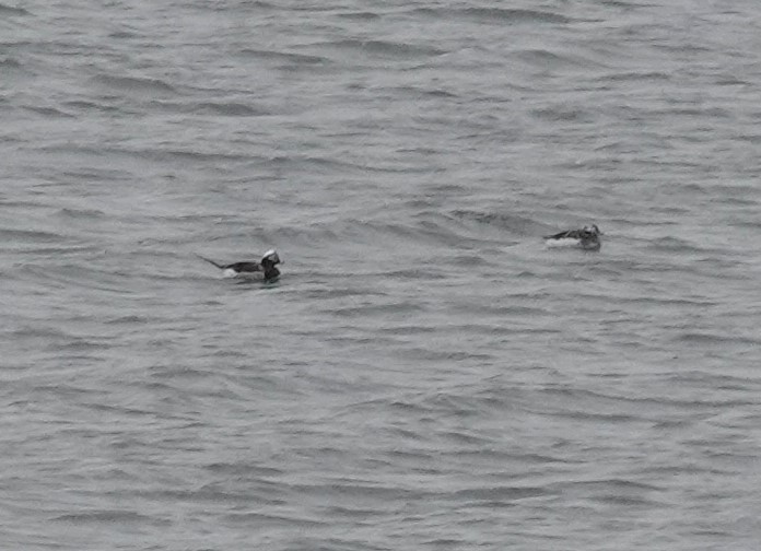 Long-tailed Duck - ML618288224