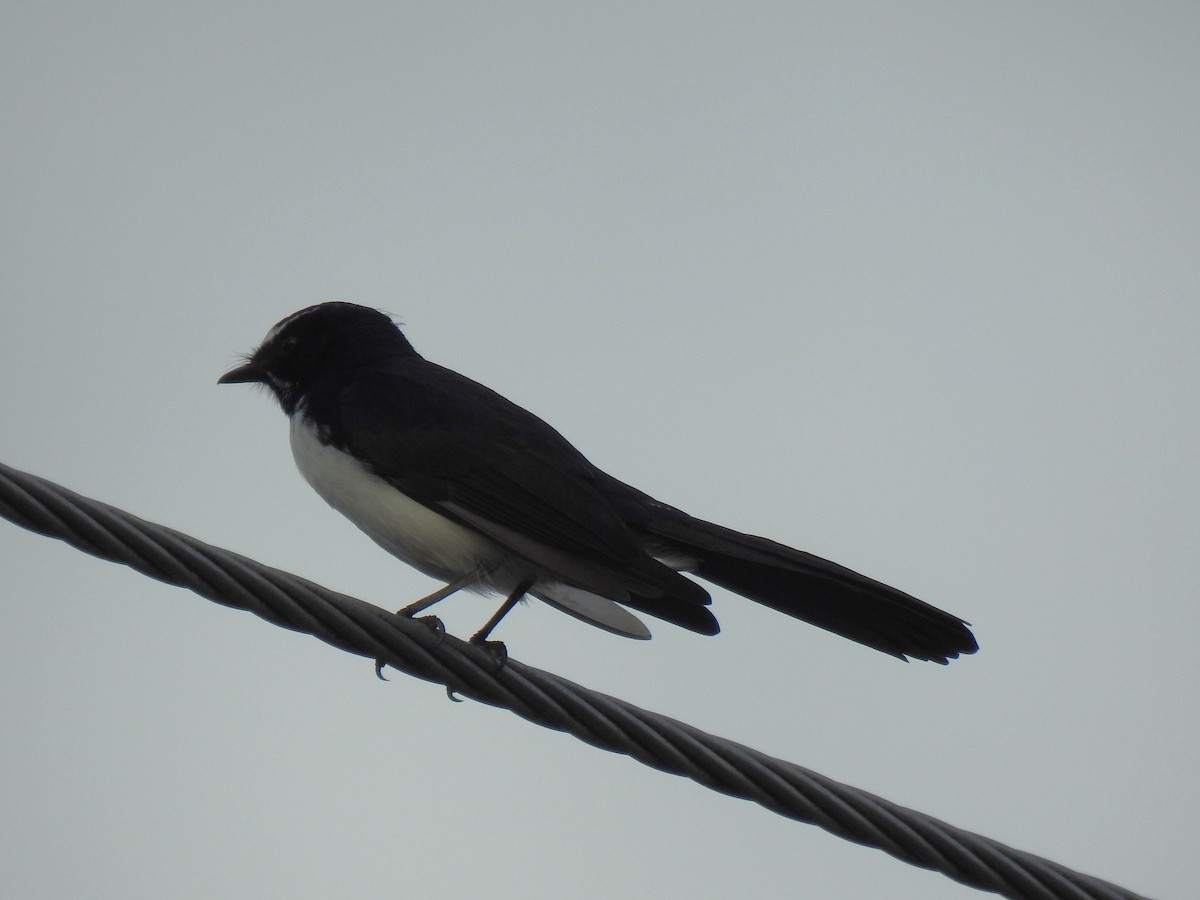 Willie-wagtail - ML618288227
