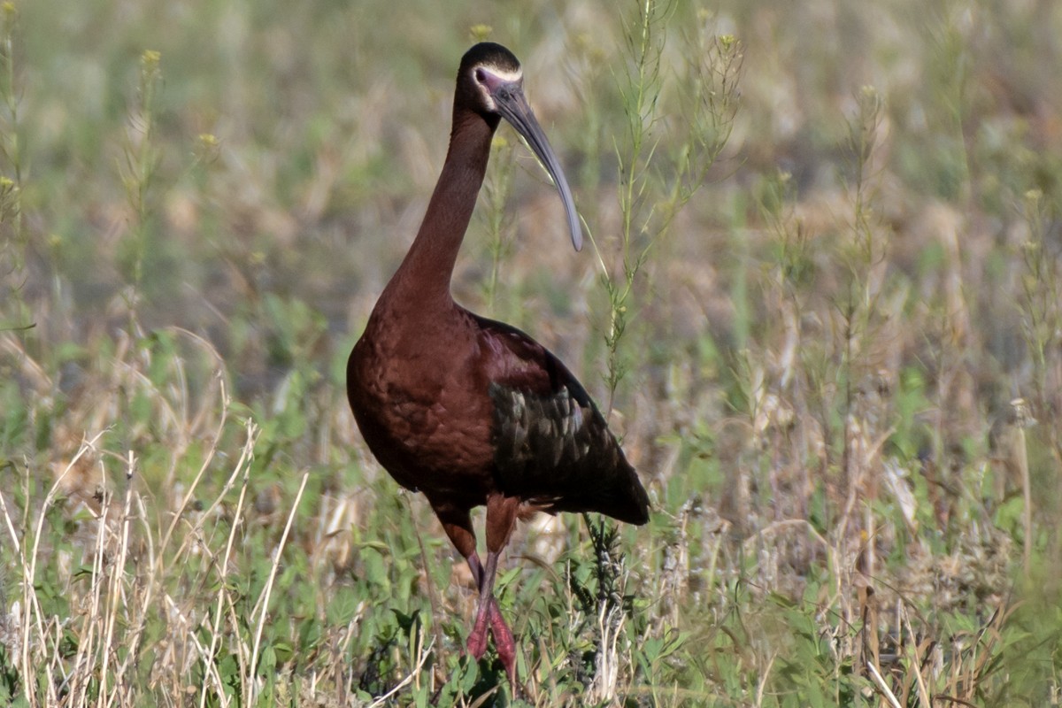 ibis americký - ML618288278