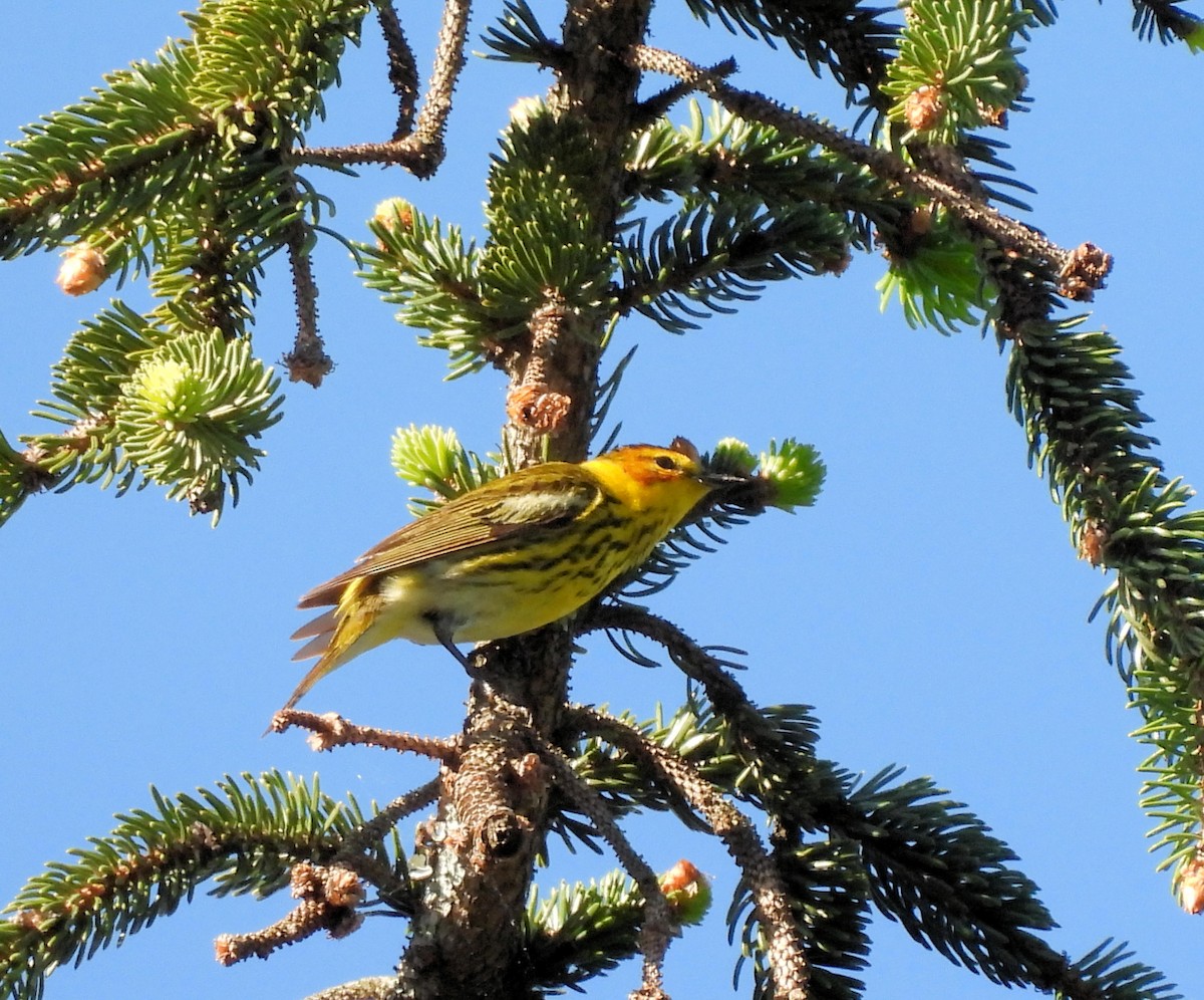Cape May Warbler - ML618288284