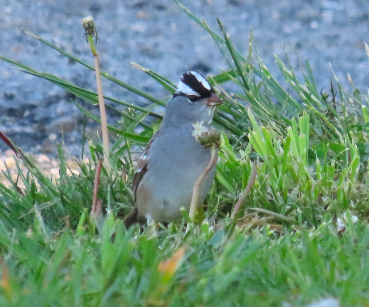 White-crowned Sparrow - ML618288320