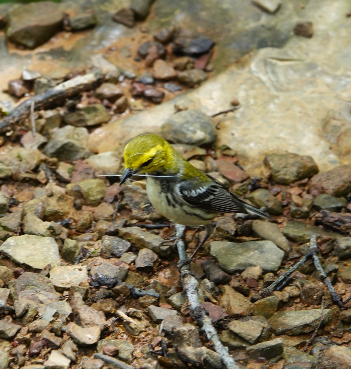 Black-throated Green Warbler - ML618288340