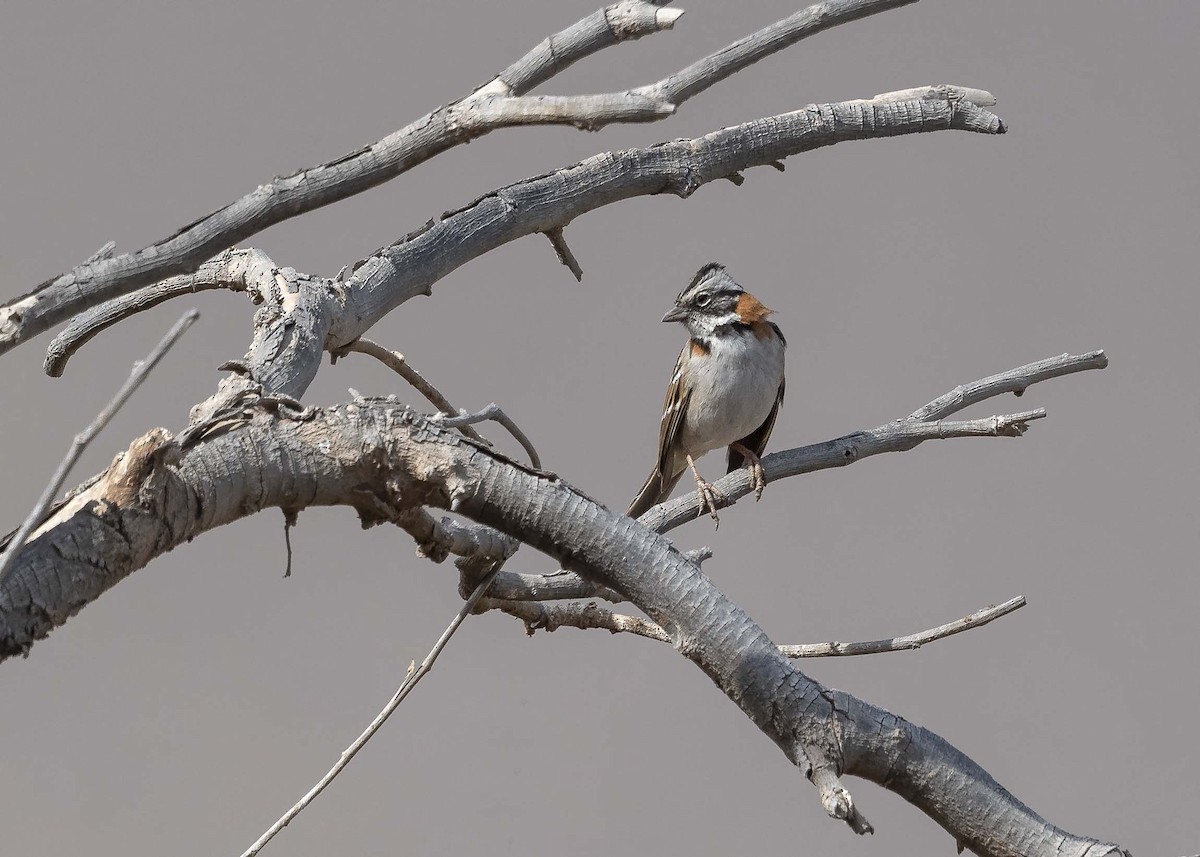Rufous-collared Sparrow - ML618288342