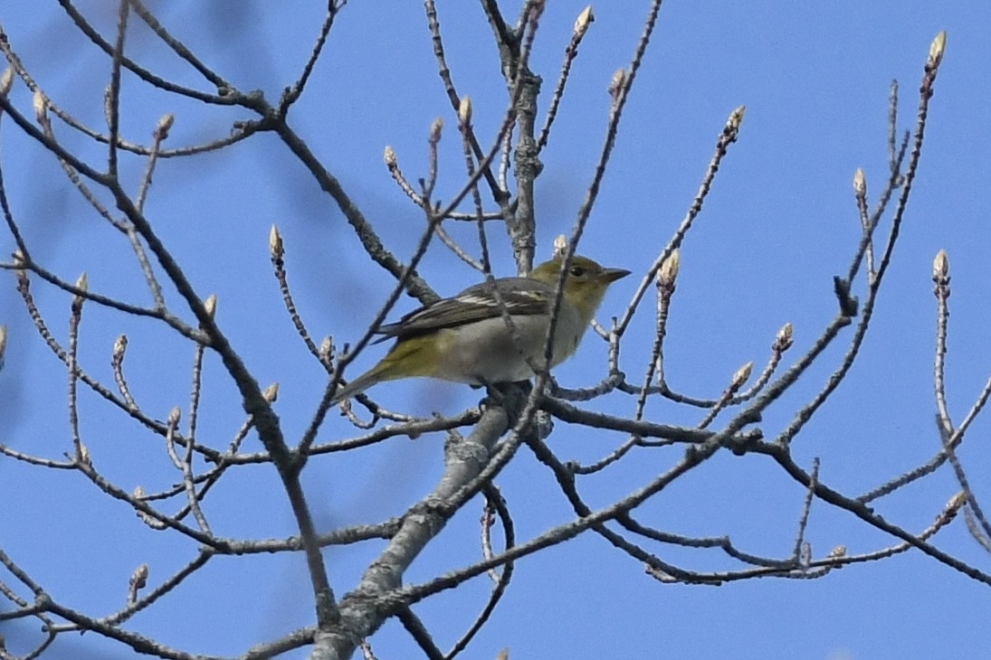 Western Tanager - ML618288377