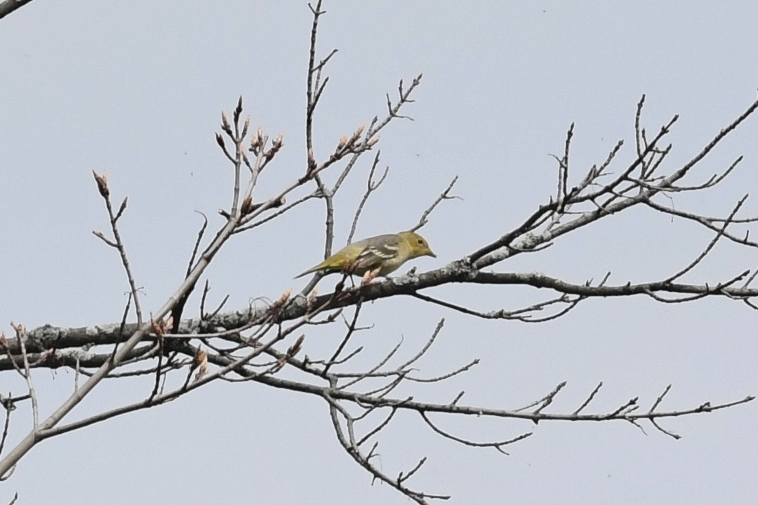 Western Tanager - ML618288378