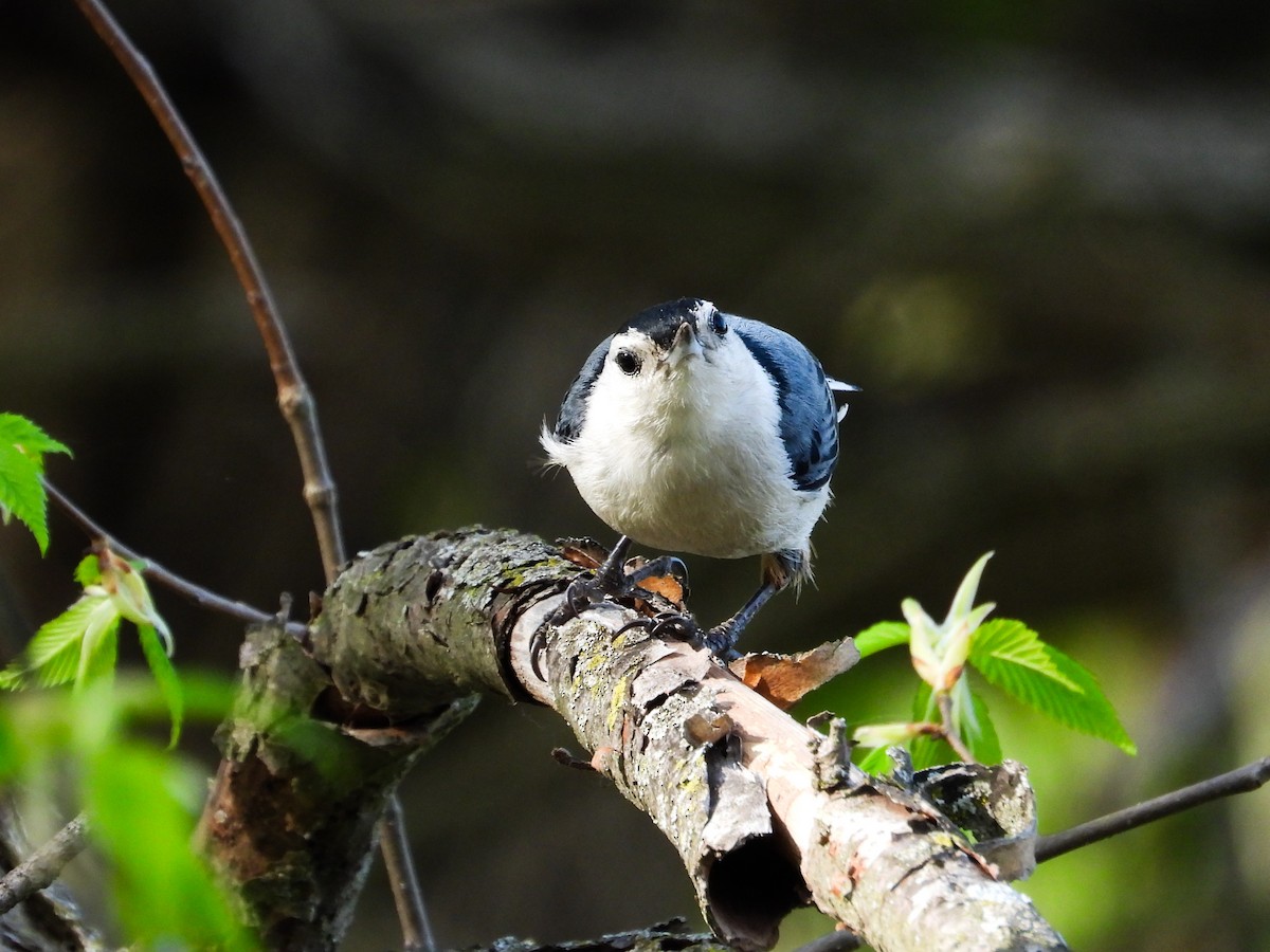 White-breasted Nuthatch - ML618288380
