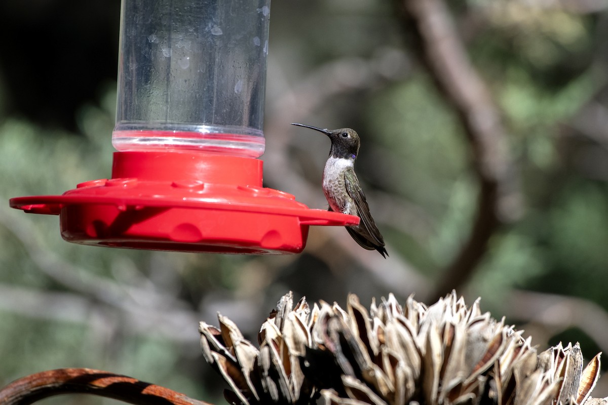 Black-chinned Hummingbird - Adam Wilson
