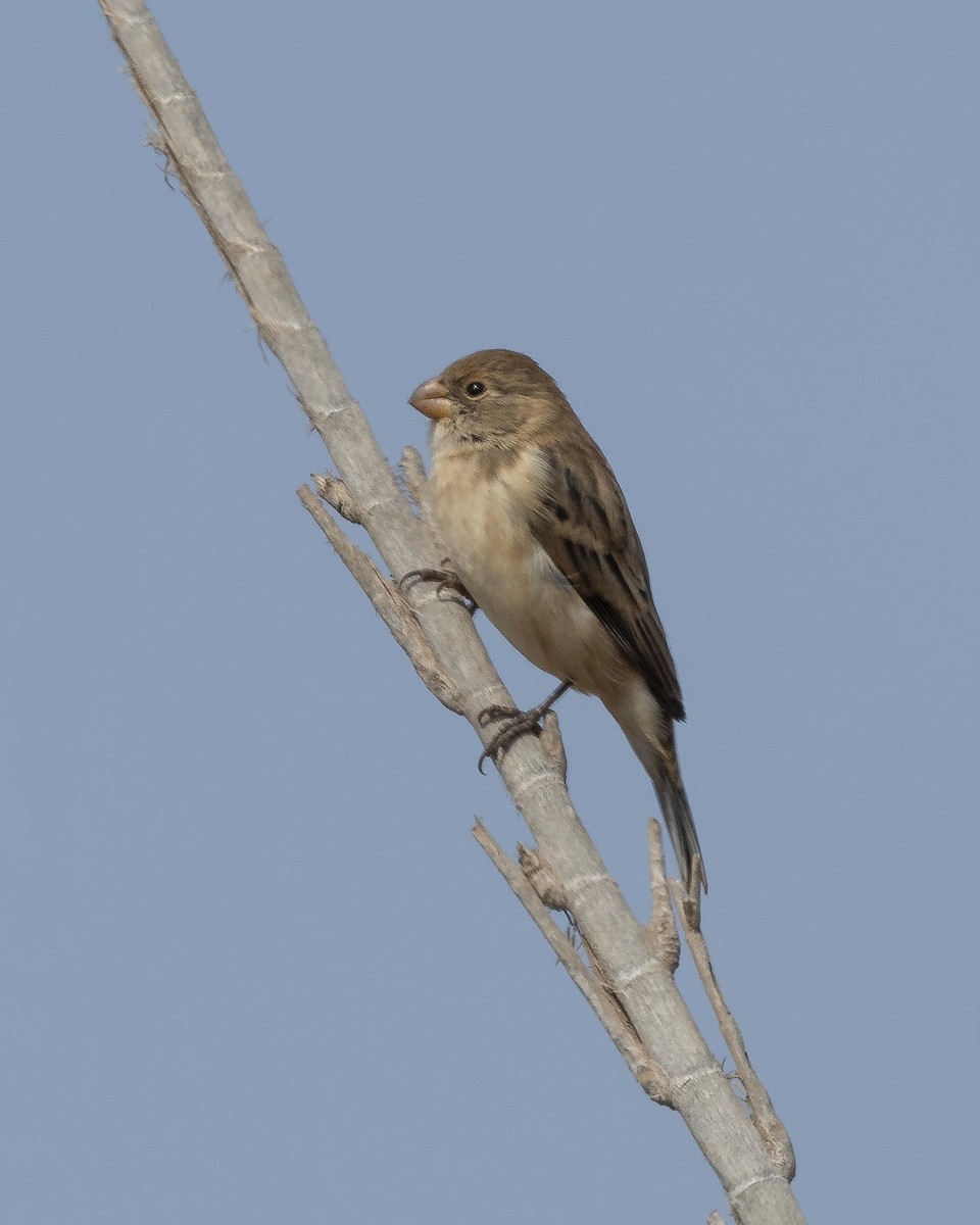 Chestnut-throated Seedeater - ML618288388
