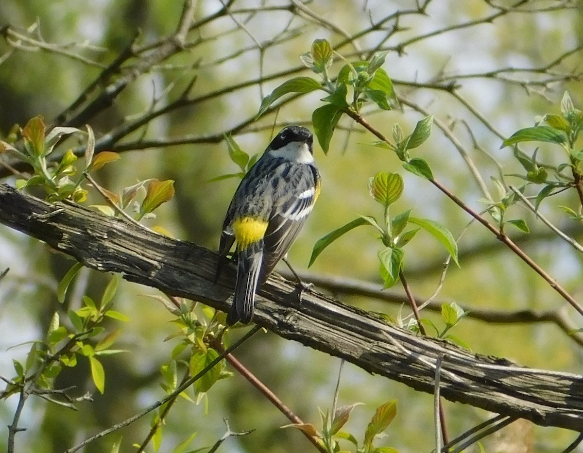 Yellow-rumped Warbler (Myrtle) - ML618288390