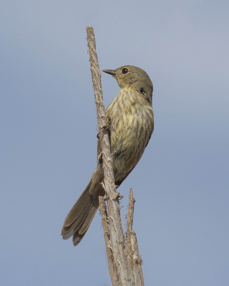 Slender-billed Finch - VERONICA ARAYA GARCIA