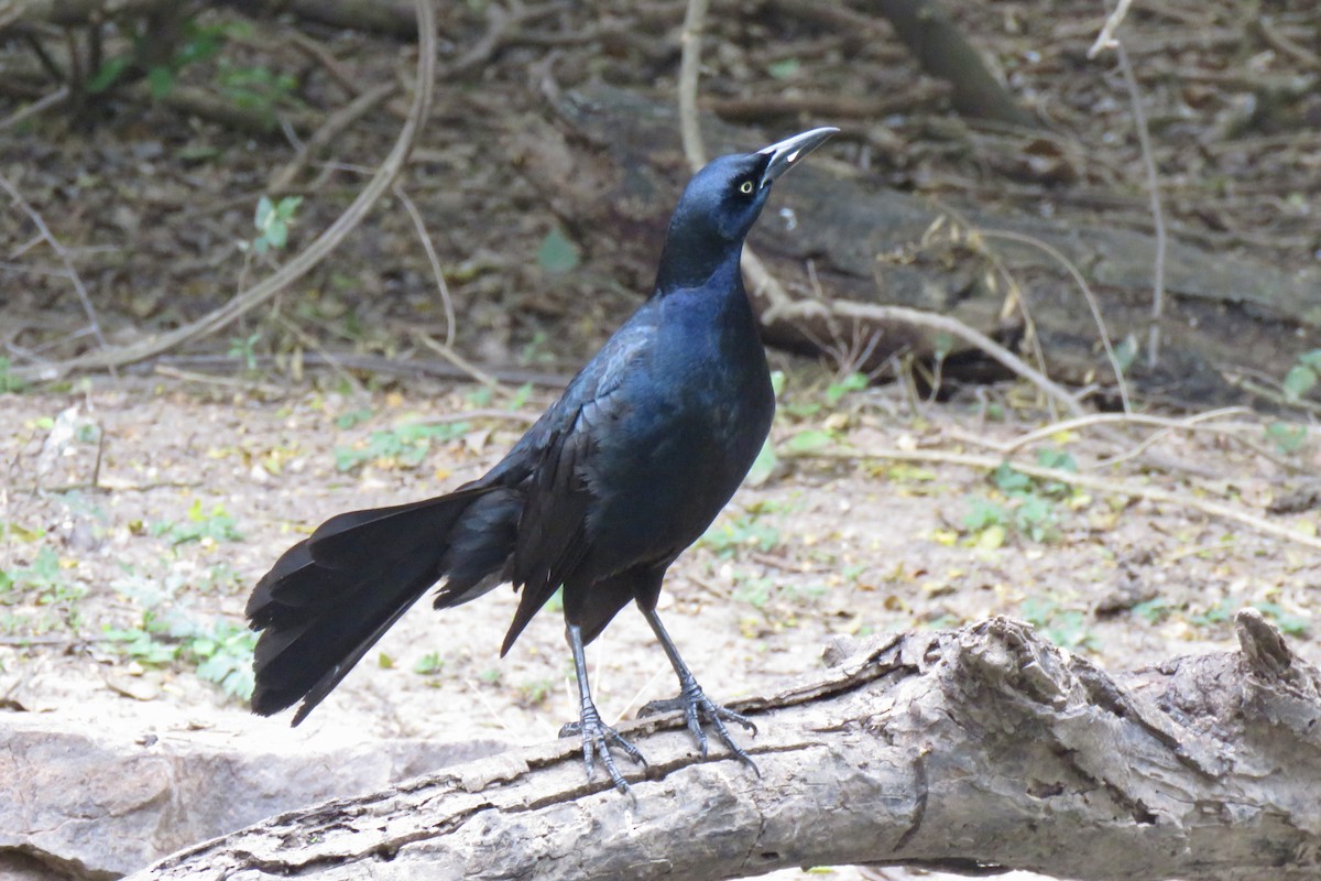 Great-tailed Grackle - ML618288410