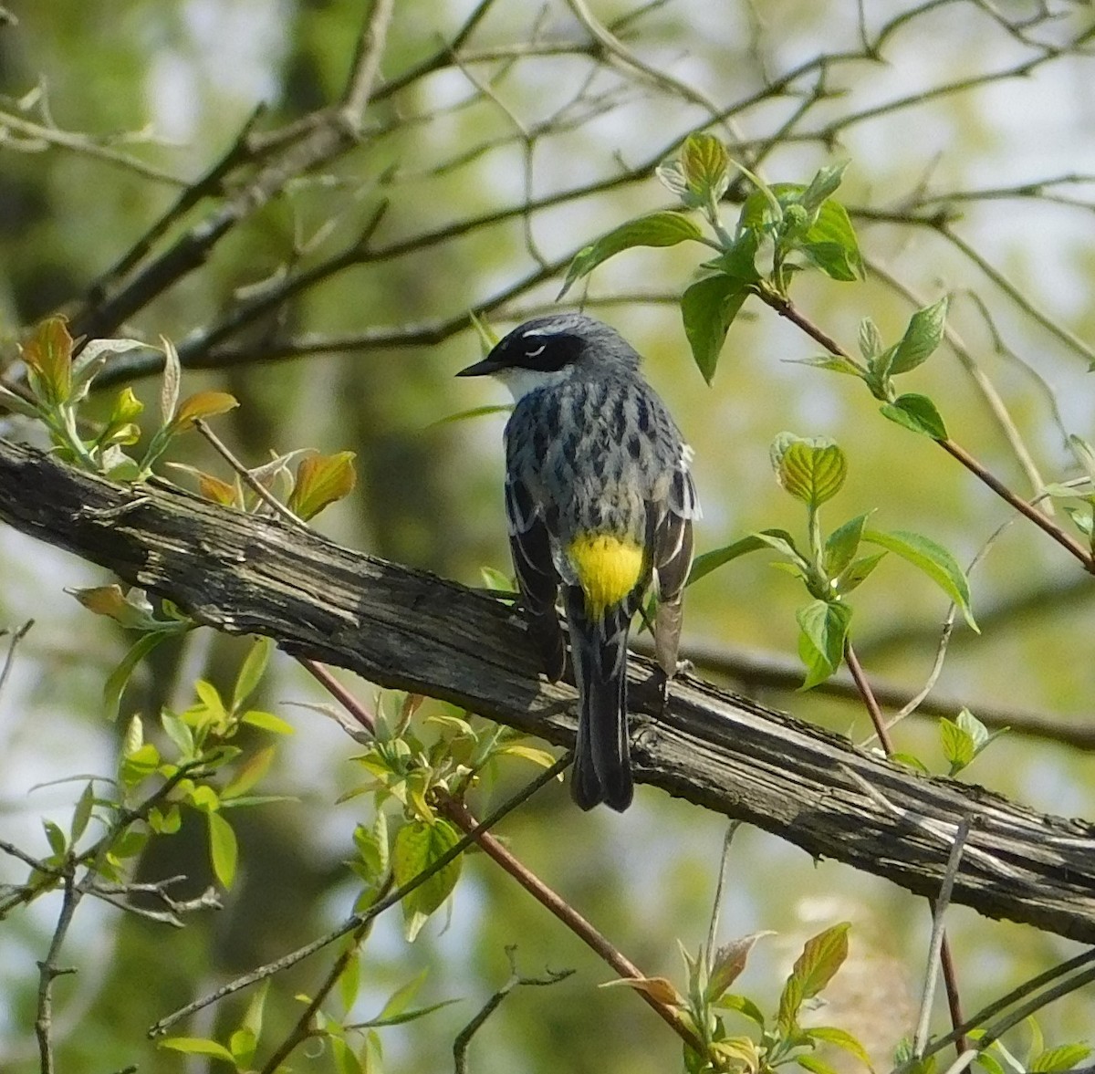 Yellow-rumped Warbler (Myrtle) - Laurie White