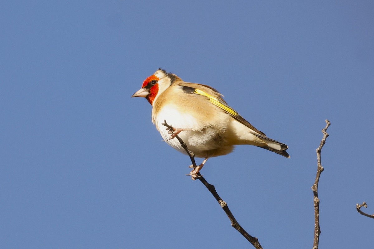 European Goldfinch (European) - ML618288429