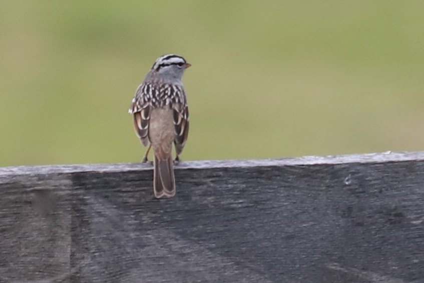White-crowned Sparrow - ML618288439