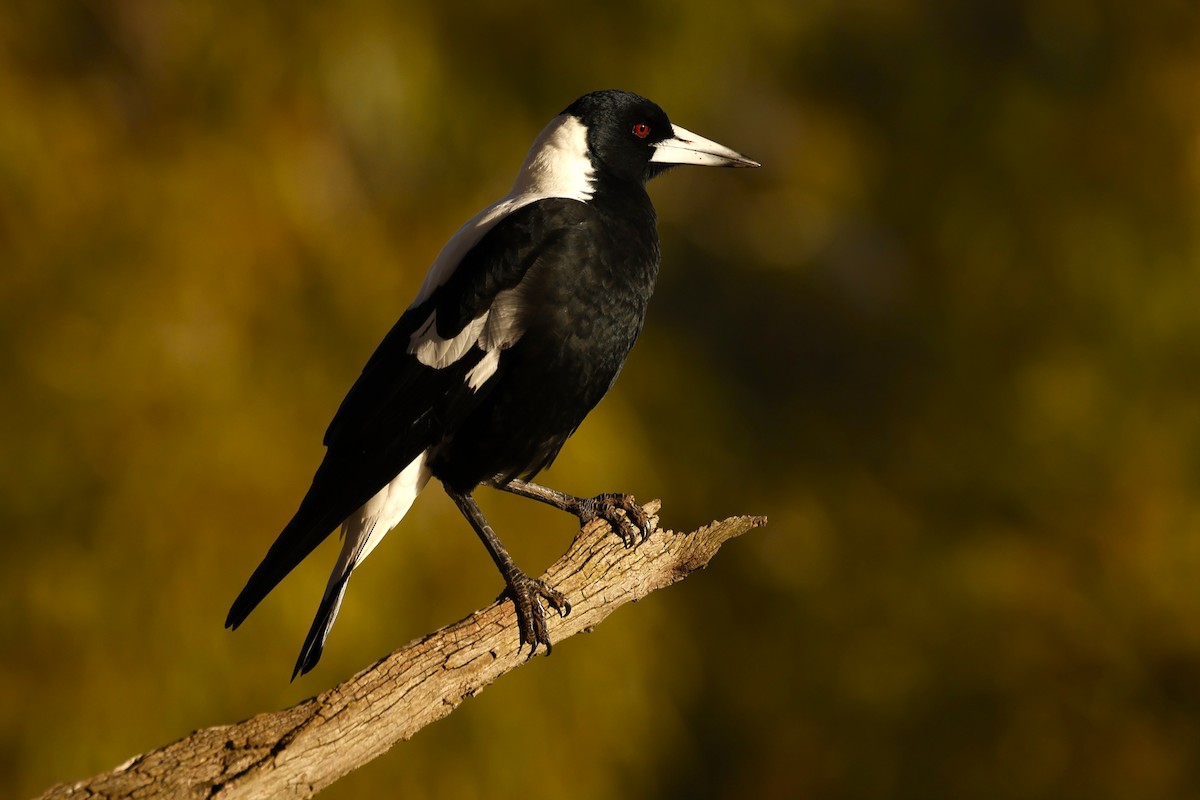 Australian Magpie (White-backed) - ML618288469