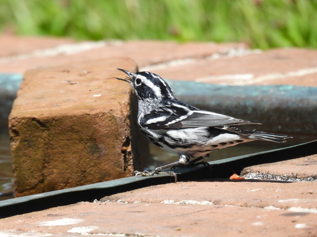 Black-and-white Warbler - ML618288520