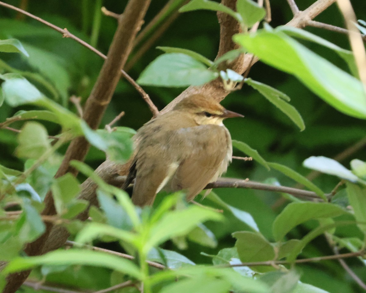Swainson's Warbler - Maria Pacheco