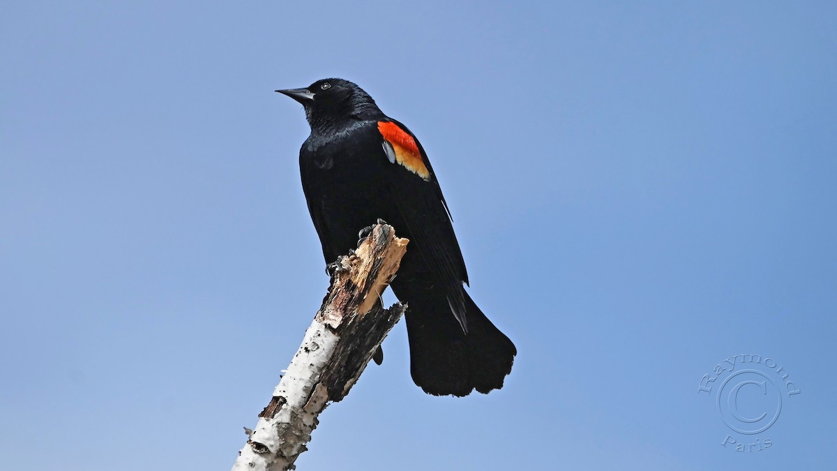 Red-winged Blackbird - Raymond Paris