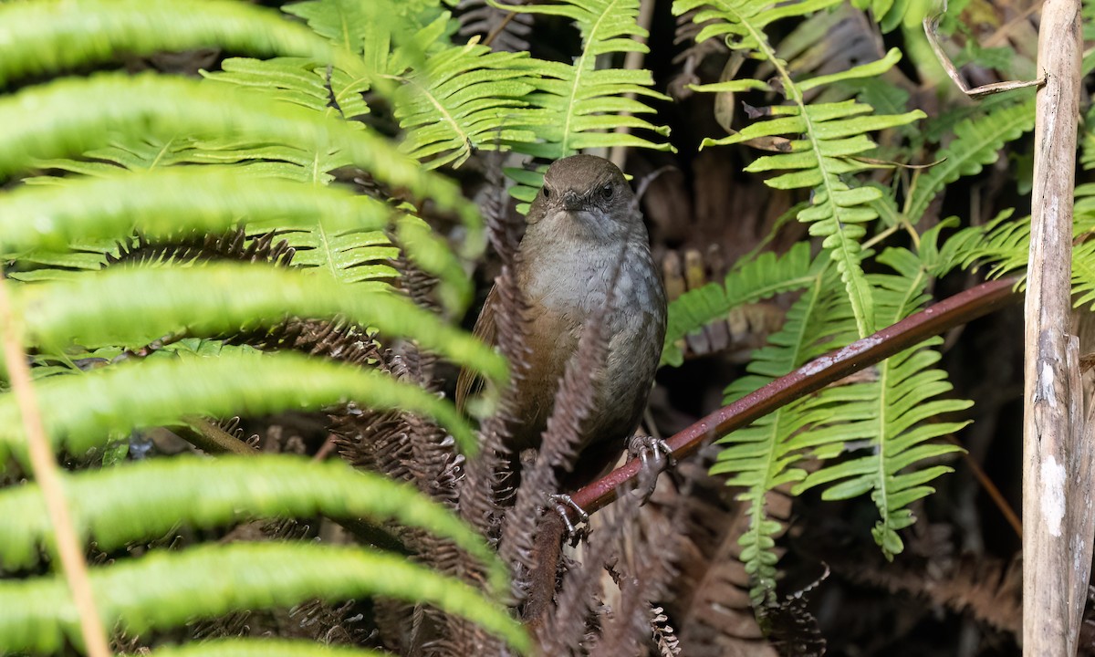 Long-tailed Bush Warbler - ML618288552