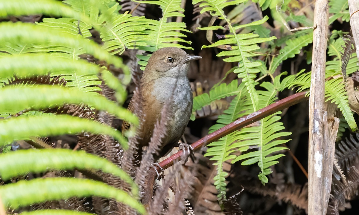 Long-tailed Bush Warbler - ML618288553