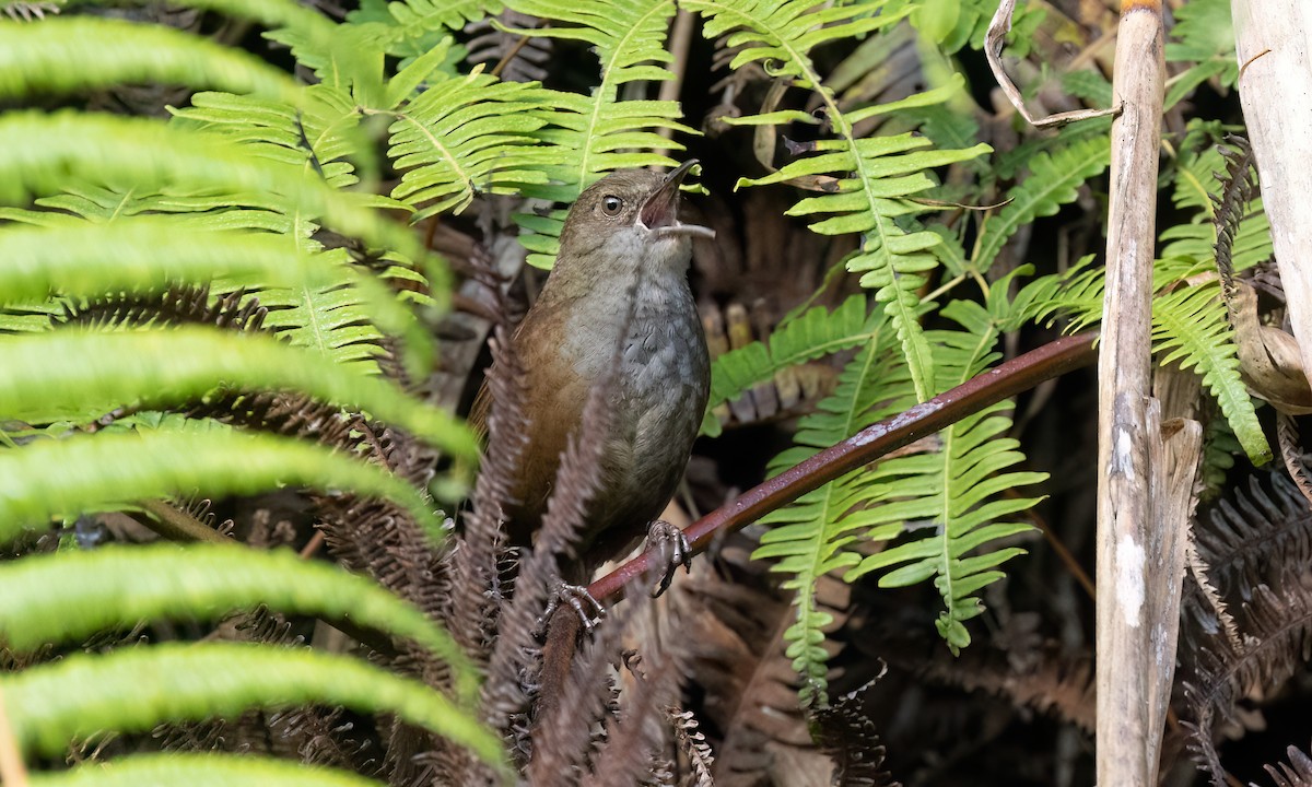 Long-tailed Bush Warbler - ML618288555