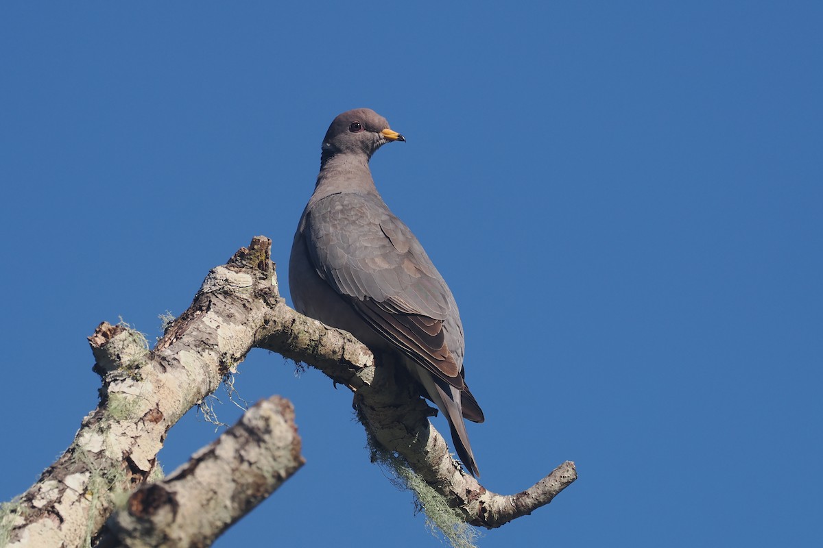 Band-tailed Pigeon - ML618288579
