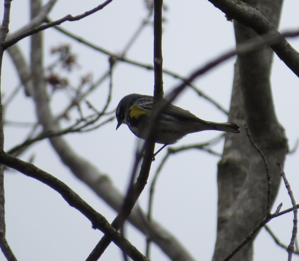 Yellow-rumped Warbler (Myrtle) - ML618288584