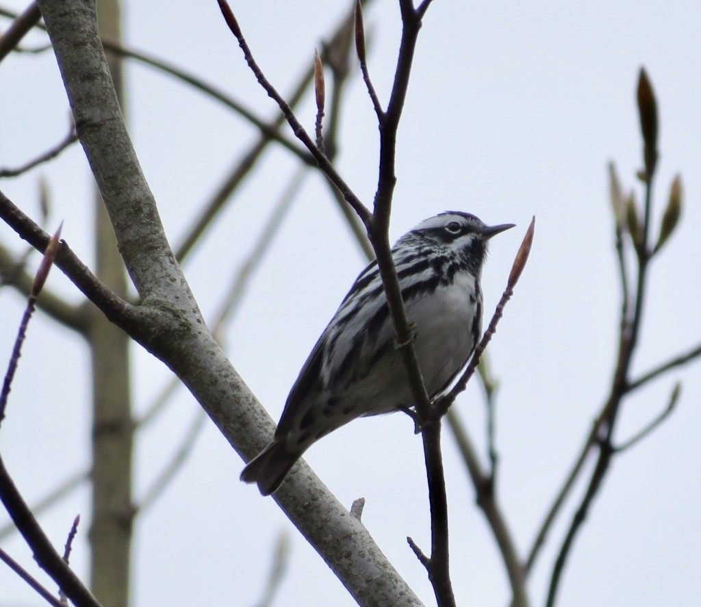 Black-and-white Warbler - ML618288595