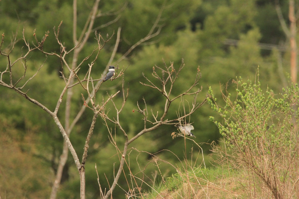 Belted Kingfisher - ML618288598