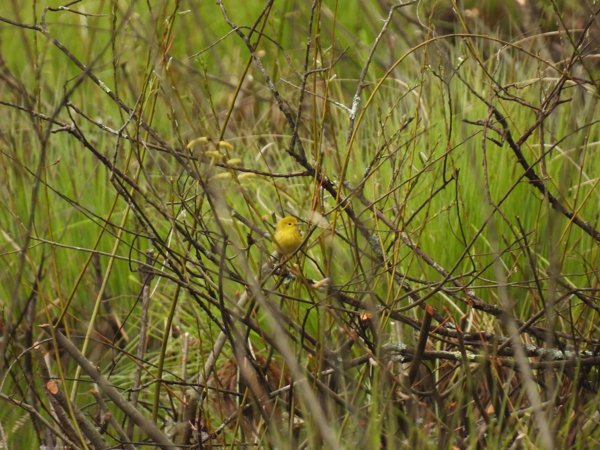 Yellow Warbler - ML618288604