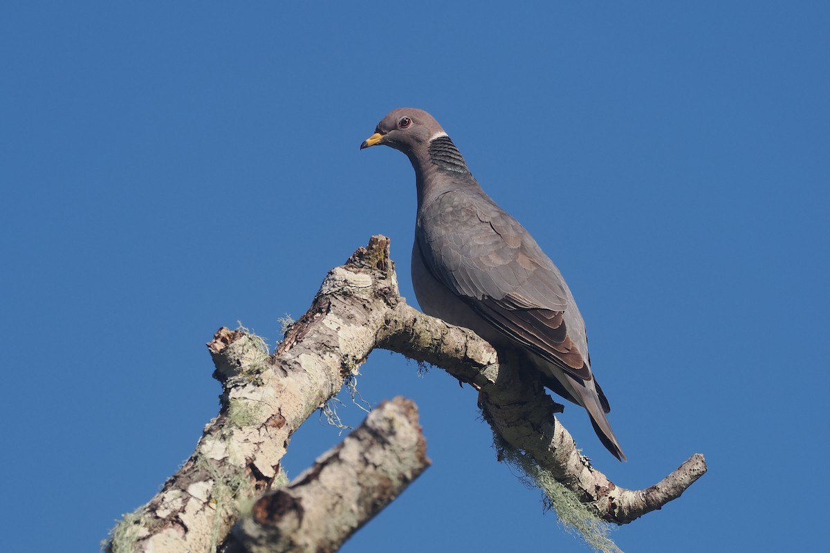 Band-tailed Pigeon - ML618288619