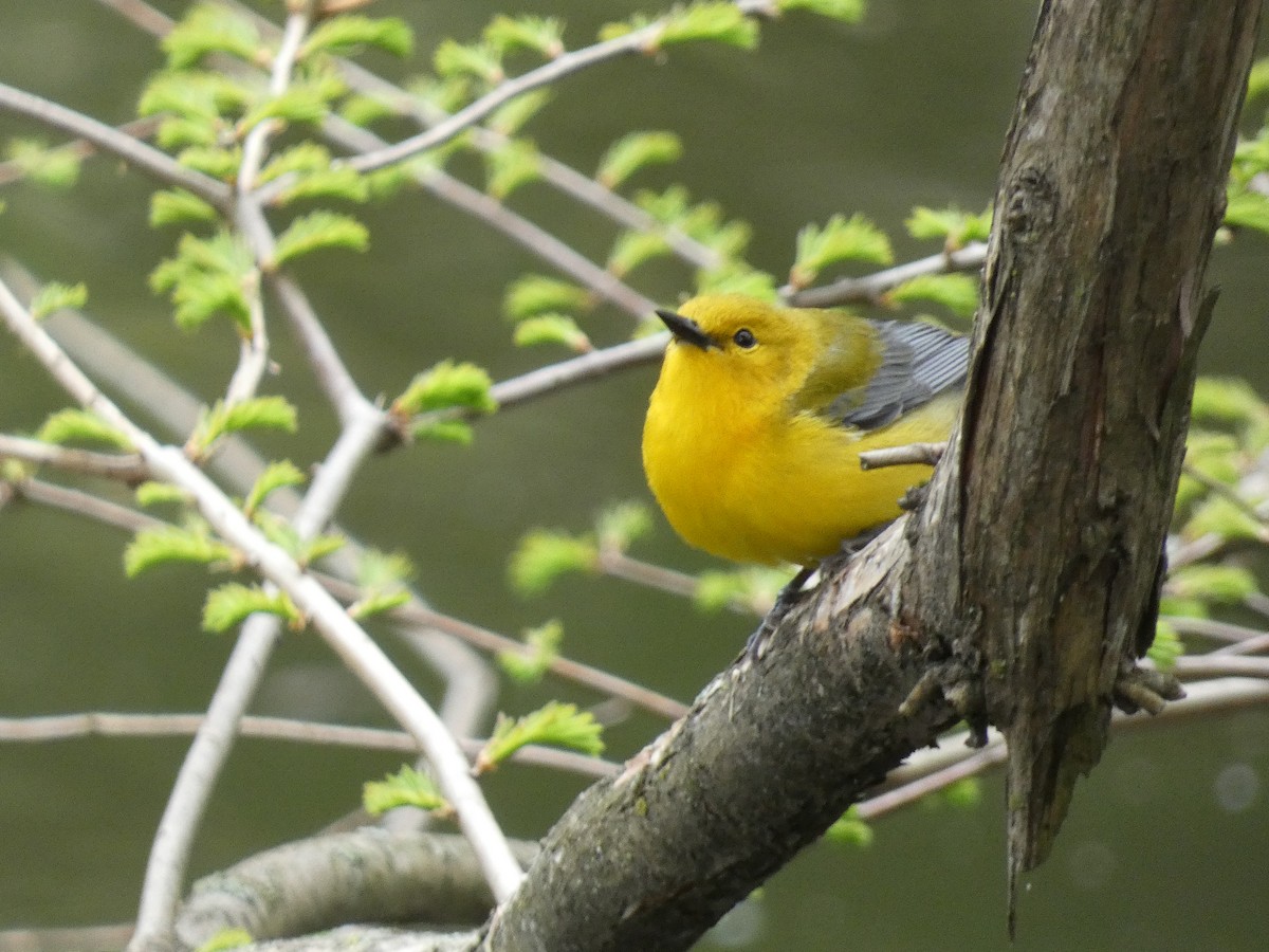 Prothonotary Warbler - ML618288635