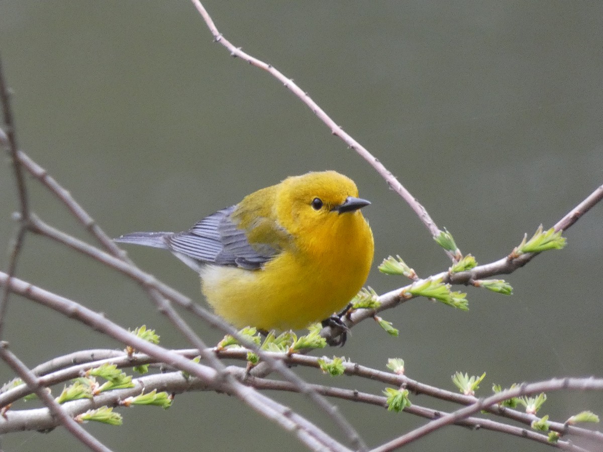 Prothonotary Warbler - ML618288638