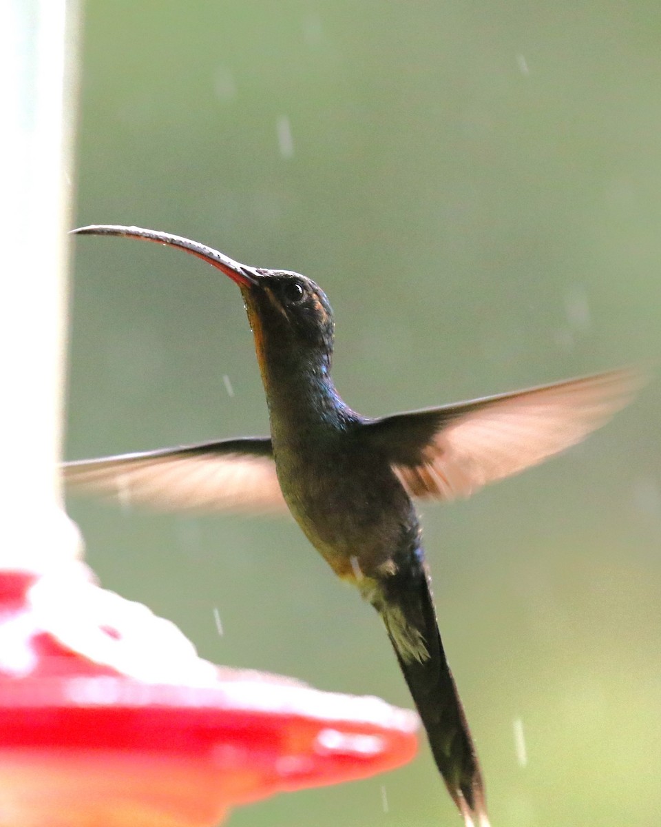 kolibřík šedobřichý - ML618288642