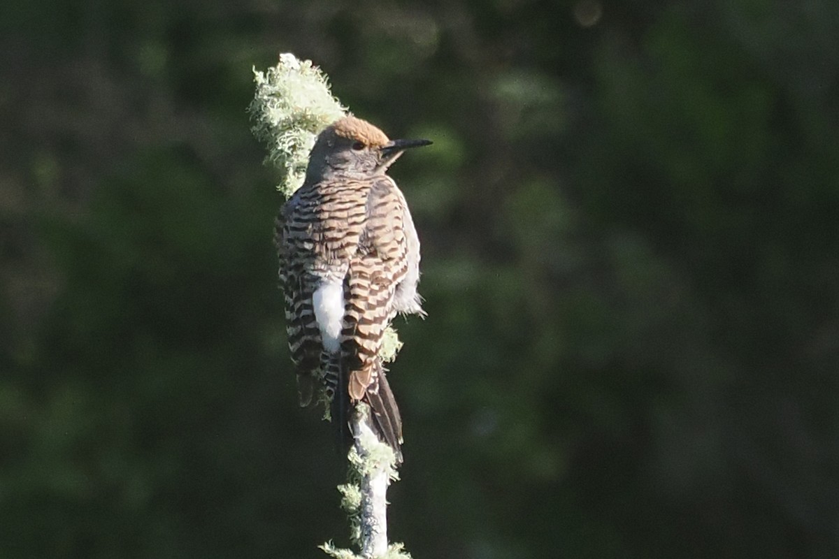 Northern Flicker (Red-shafted) - ML618288650