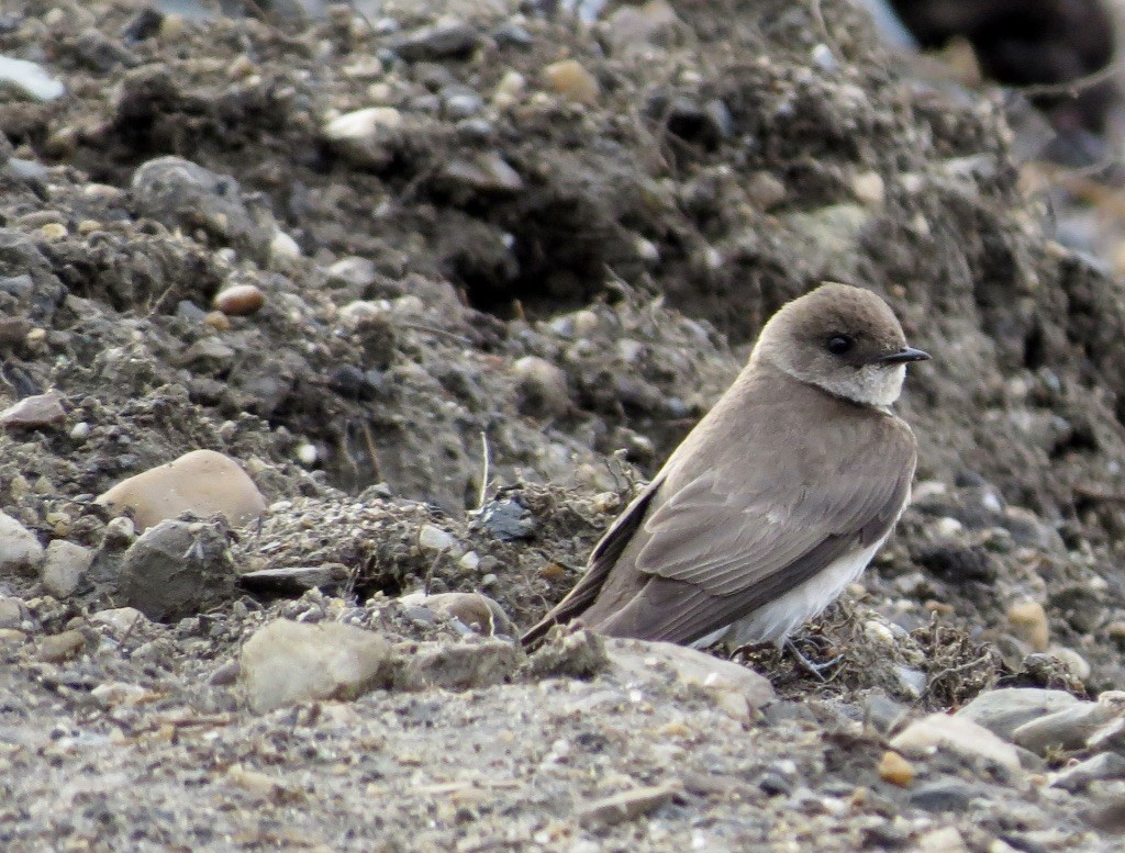 Northern Rough-winged Swallow - ML618288685