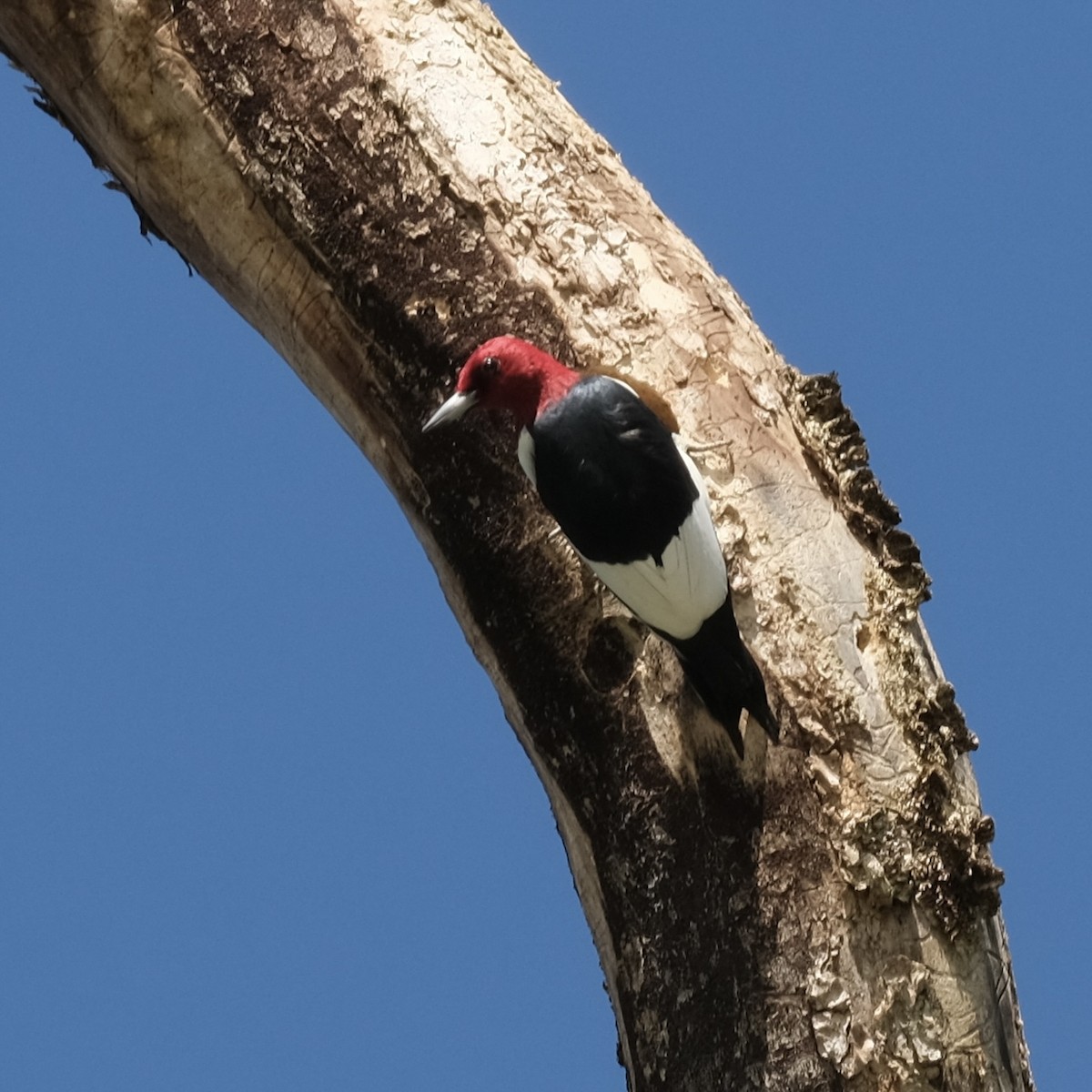 Red-headed Woodpecker - ML618288695