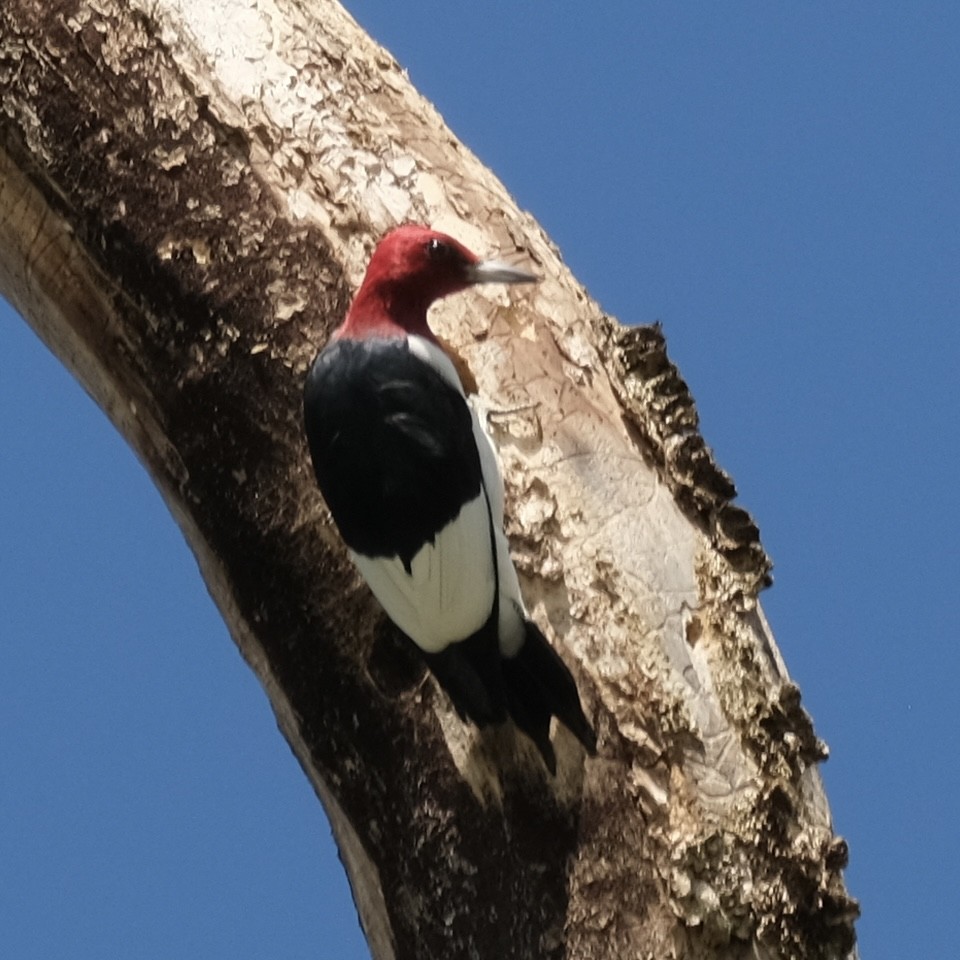 Red-headed Woodpecker - Suzanne Tuberdyke