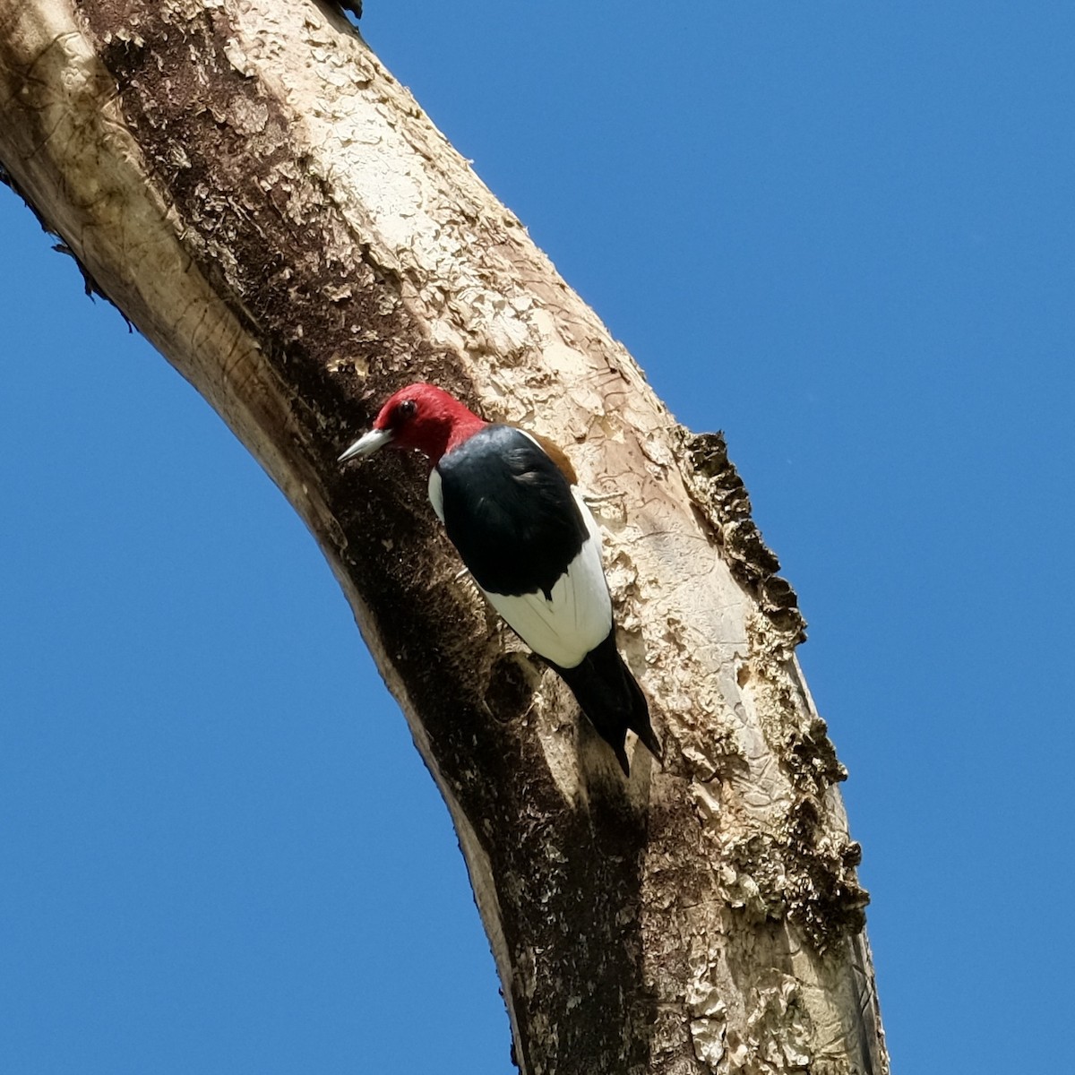 Red-headed Woodpecker - ML618288697