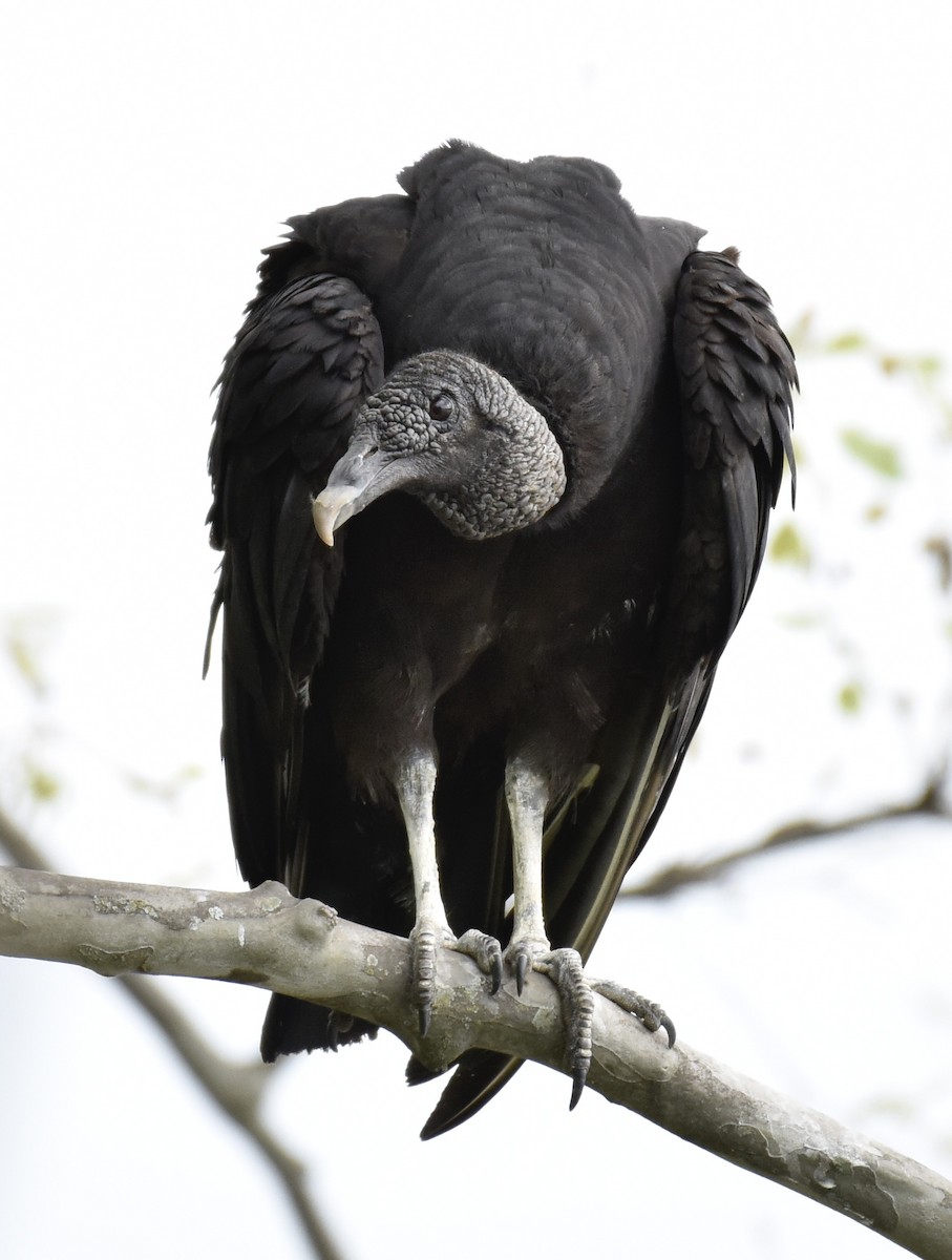 Black Vulture - ML618288698