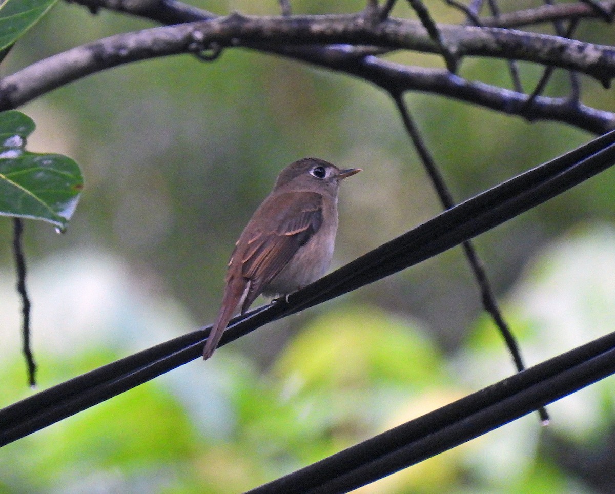 Brown-breasted Flycatcher - ML618288719