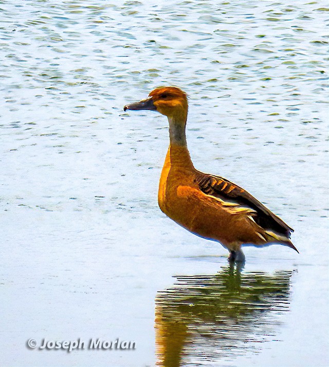 Fulvous Whistling-Duck - ML618288773