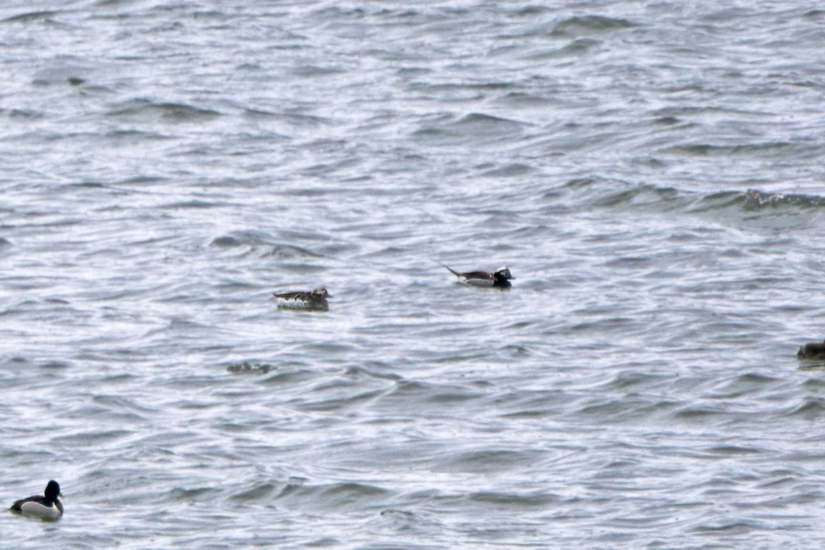 Long-tailed Duck - ML618288821