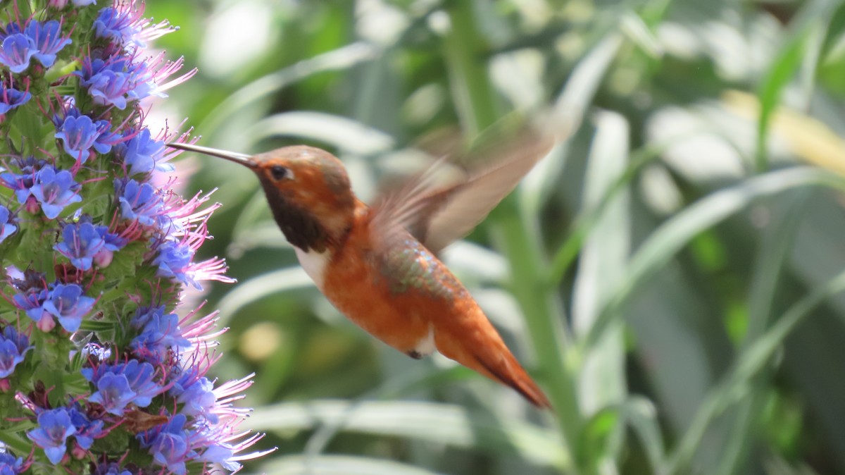 Allen's Hummingbird - ML618288961