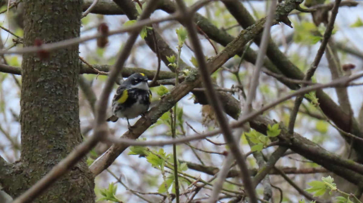 Yellow-rumped Warbler (Myrtle) - ML618288968