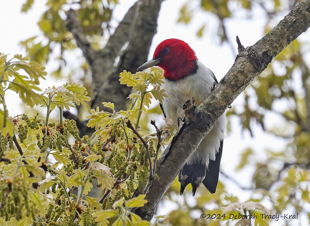 Red-headed Woodpecker - Deborah Kral