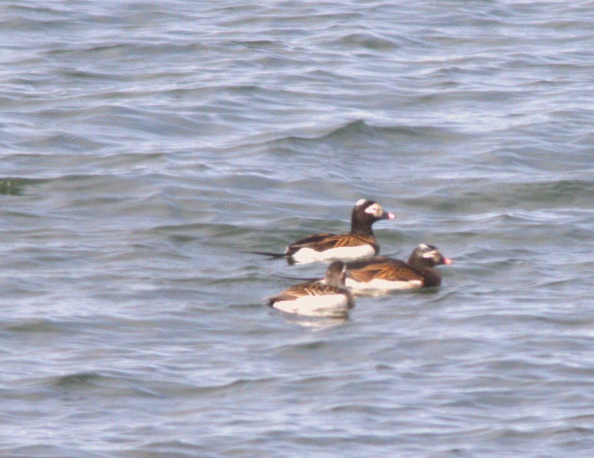 Long-tailed Duck - ML618289016