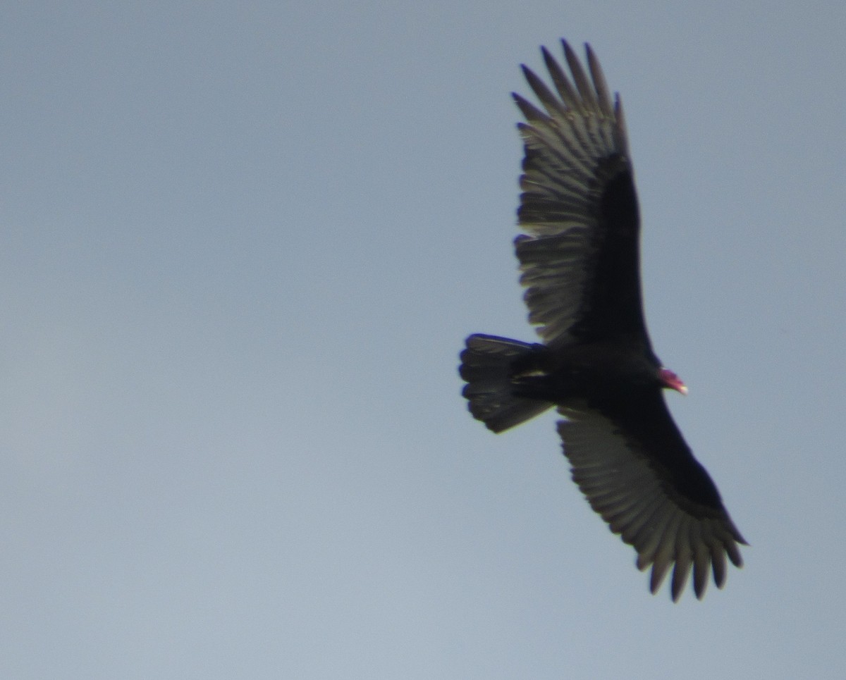 Turkey Vulture - ML618289034
